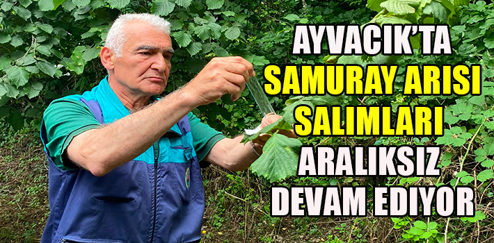 Ayvacık’ta Samuray Arısı Salımları Aralıksız Devam Ediyor