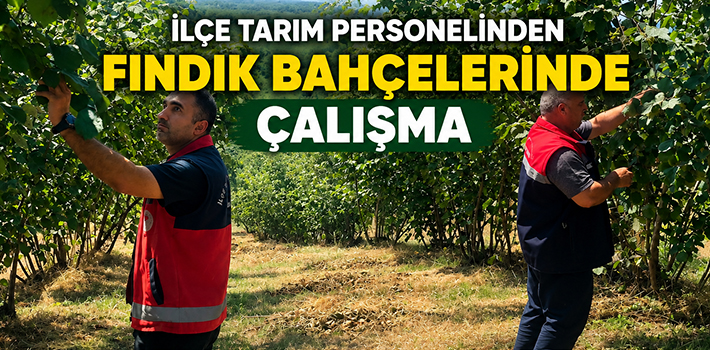İlçe Tarım Personelinden Fındık Bahçelerinde Çalışma