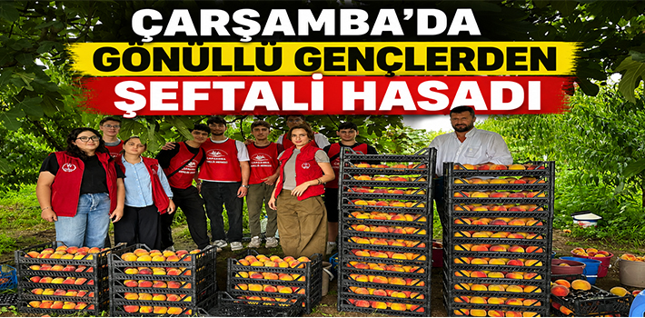 ÇARŞAMBA'DA GÖNÜLLÜ GENÇLERDEN ŞEFTALİ HASADI