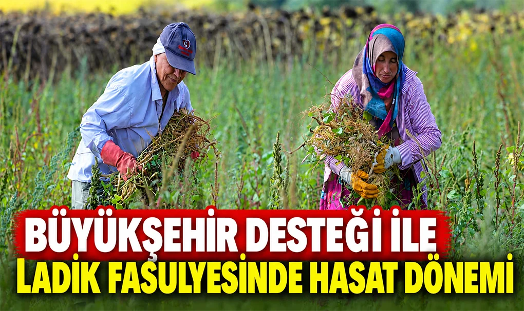 BÜYÜKŞEHİR DESTEĞİ İLE LADİK FASULYESİNDE HASAT DÖNEMİ